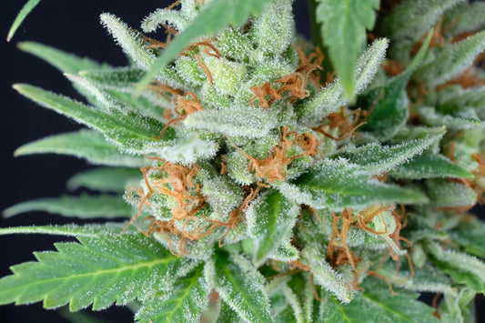 Black Widow - Mr. Nice 15 Reguläre Samen