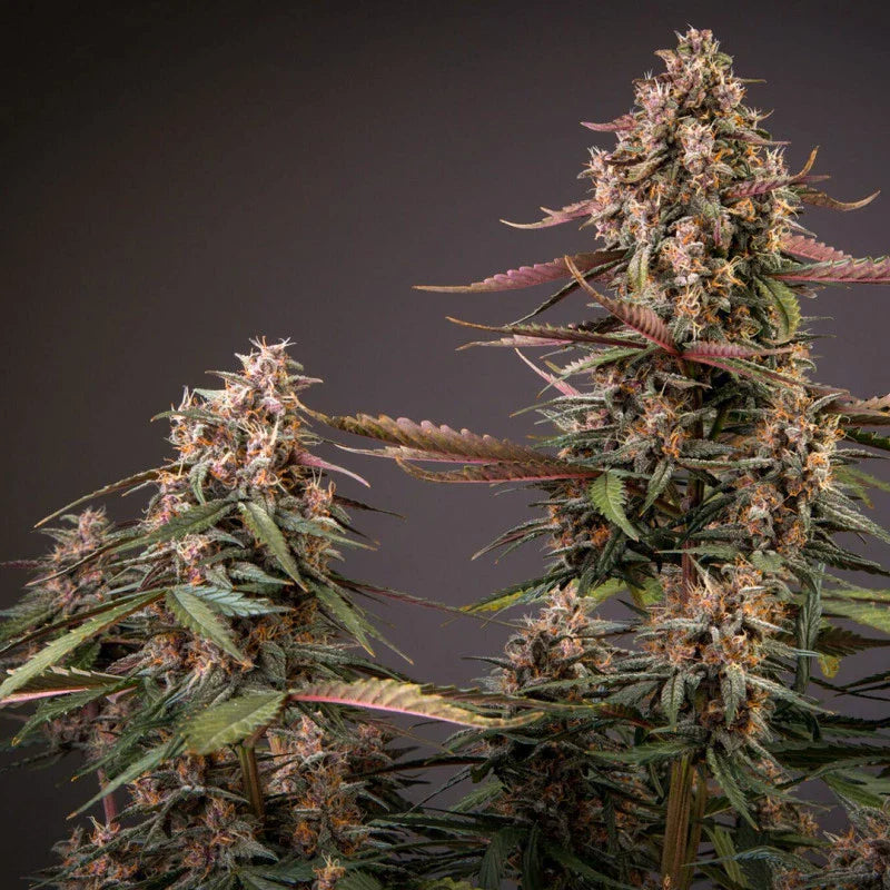 Auto Blackberry Kush® - Dutch Passion