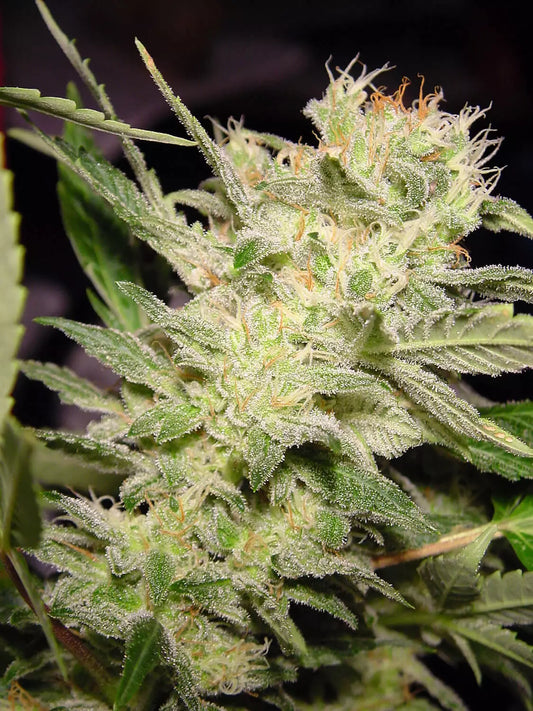 B-Ware Auto Jack - Paradise Seeds