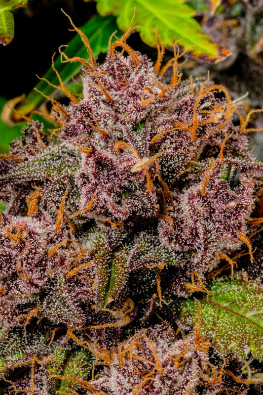 Lemon Cherry Cookies Auto - Fast Buds