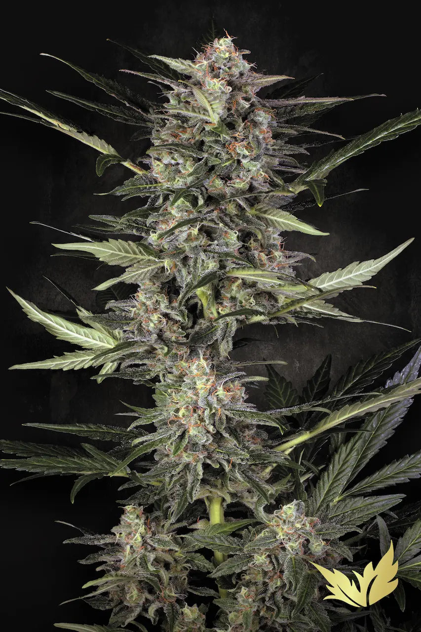 Auto Wappa - Paradise Seeds