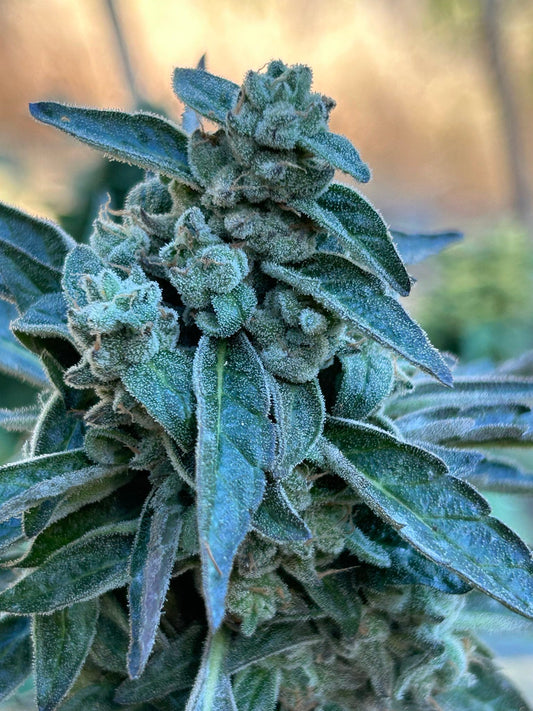 Street Tarts x (Grandi Guava x Velvet Aurora) regulär - 12 Seeds