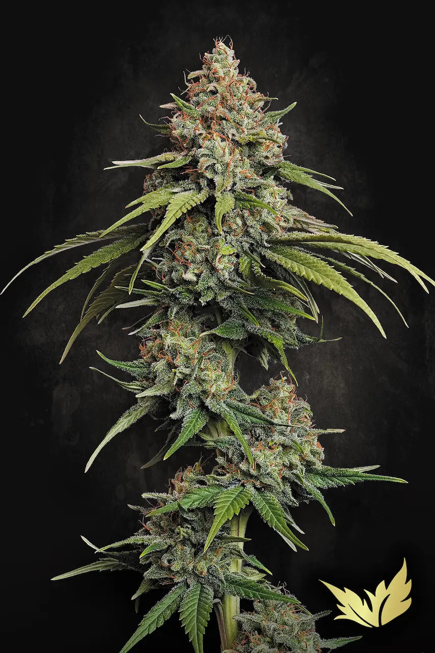 L.A. Amnesia - Paradise Seeds
