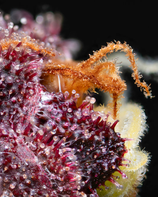 Hightere Kirsche - Hightere Gedanken x Kannabia