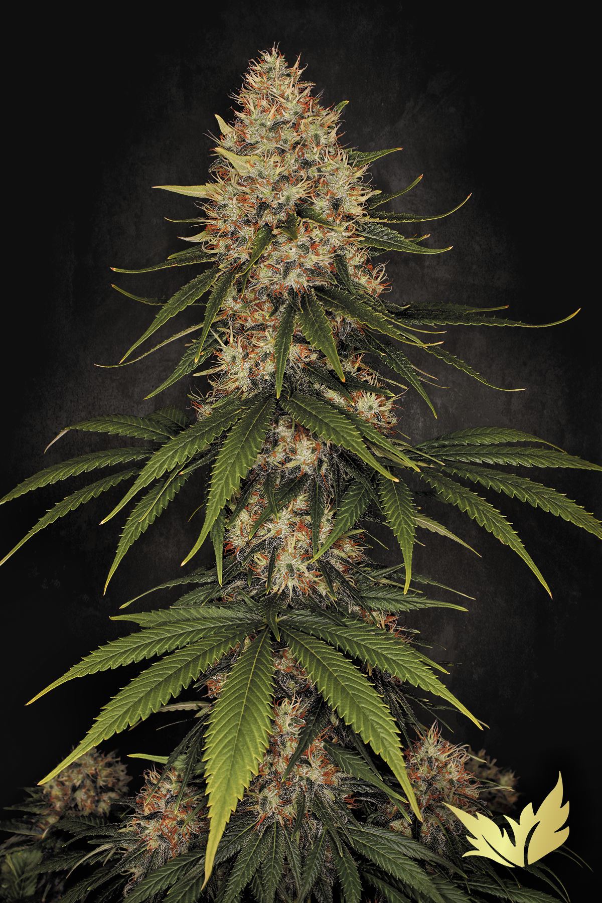 Space Cookies - Paradise Seeds
