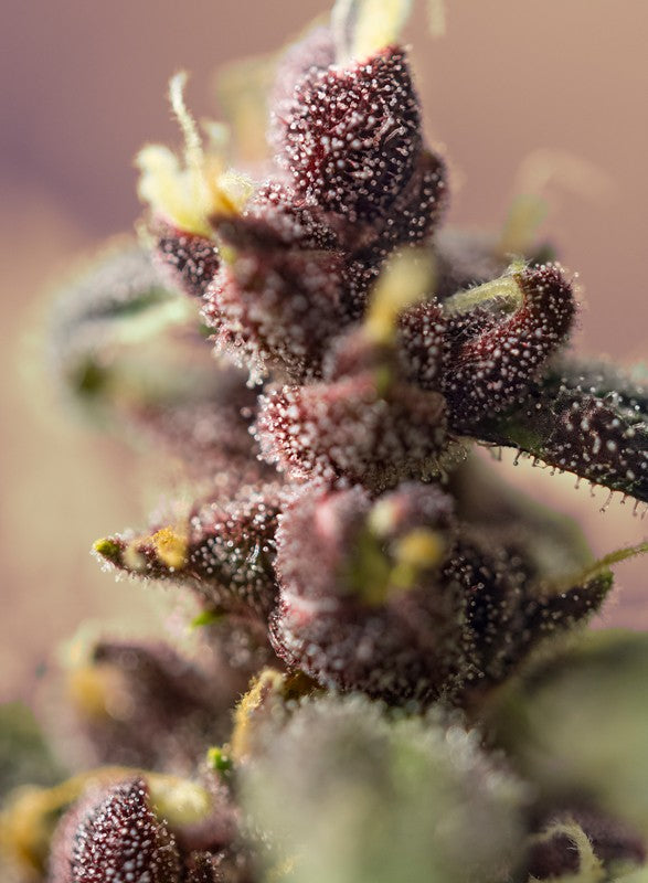 Bloody Skunk Auto® - Sweet Seeds