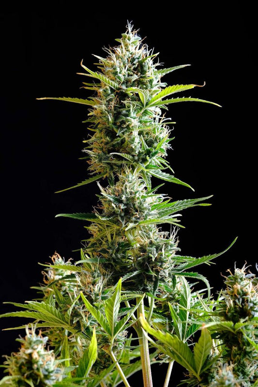 Kickass Auto - Kannabia