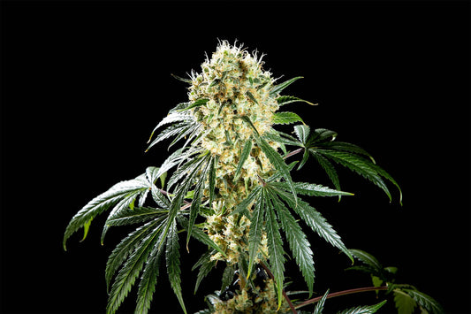 Oreoz USA - Kannabia