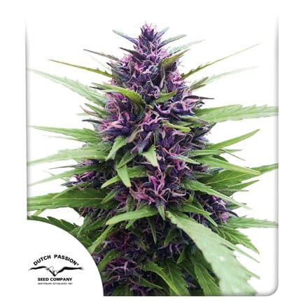 Shaman - Dutch Passion feminisiert