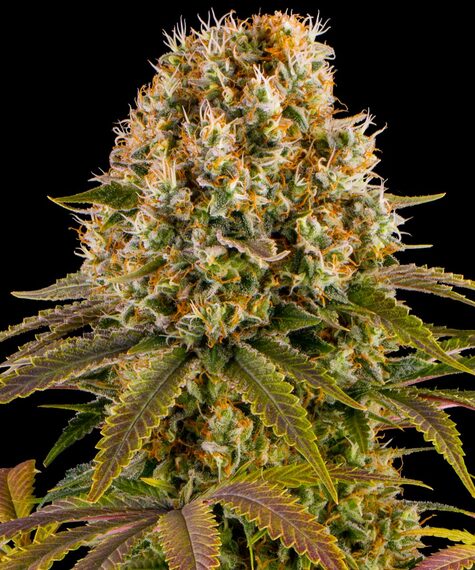 Strawberry Lemonade - Barney's Farm