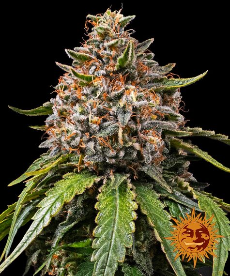 White Widow XXL - Barneys Farm