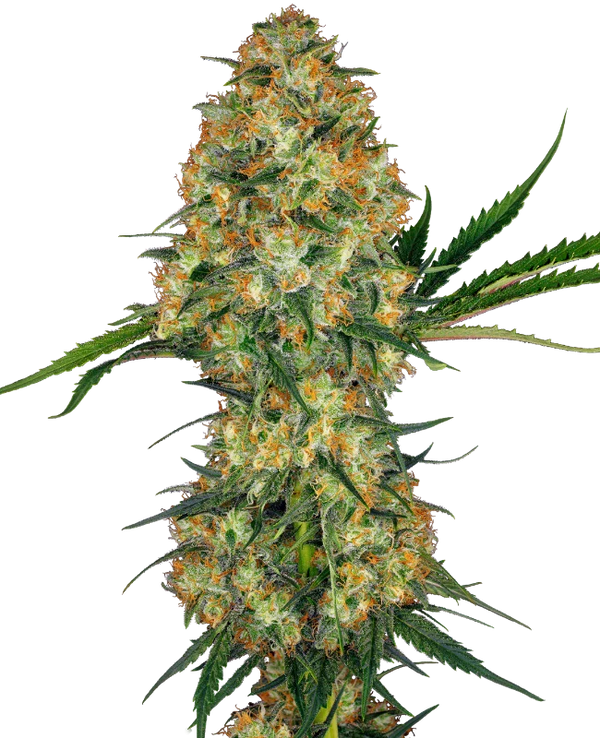 Hindu Kush - Sensi Seeds