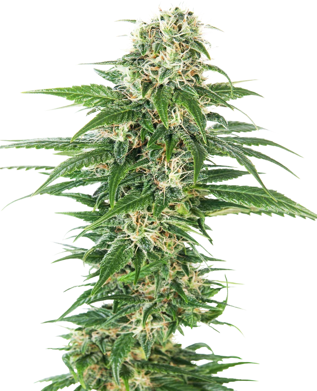Early Skunk Automatic - Sensi Seeds