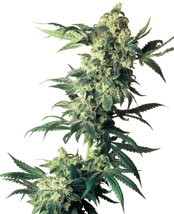 Northern Lights Feminized - Sensi Seeds