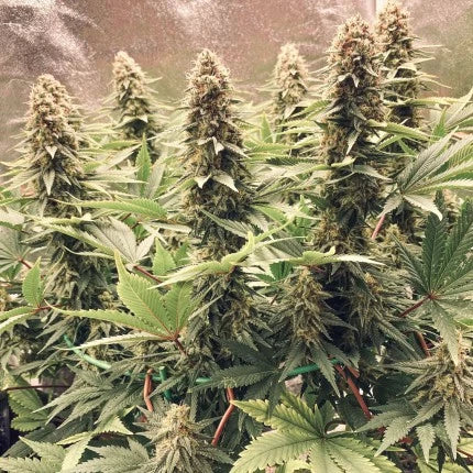 Power Plant - Dutch Passion