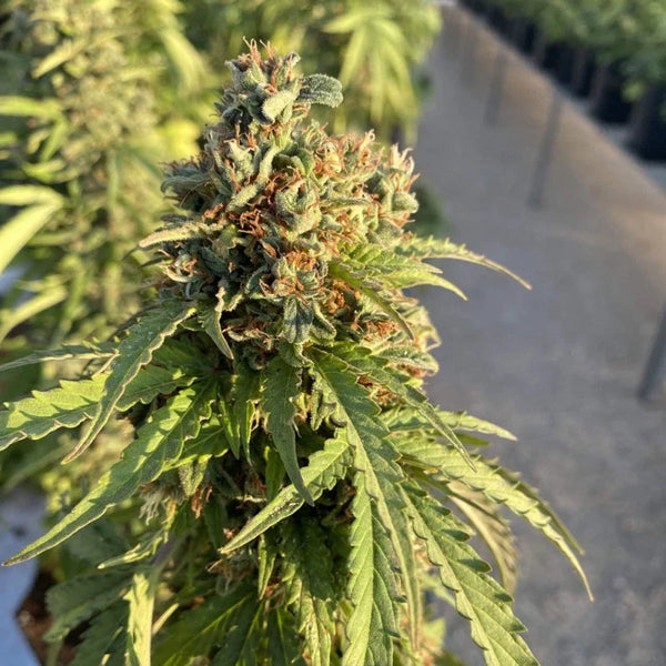 Auto CBD-Victory® - Dutch Passion
