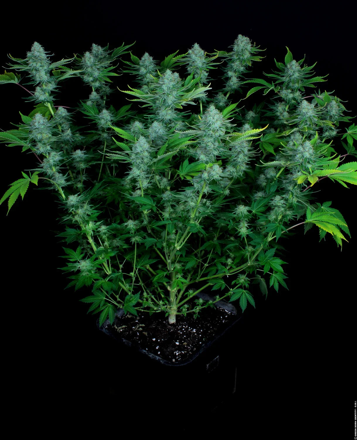 Nebula - Paradise Seeds