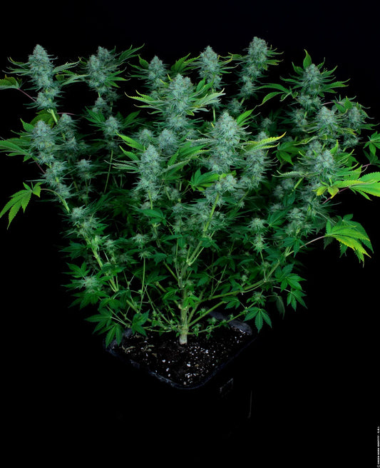 Nebula - Paradise Seeds