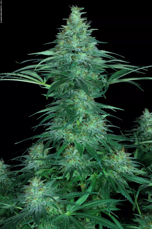 Sensi Star - Paradise Seeds