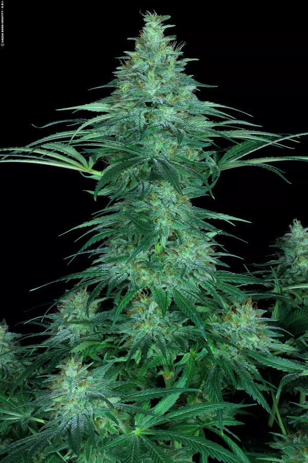 Sensi Star - Paradise Seeds