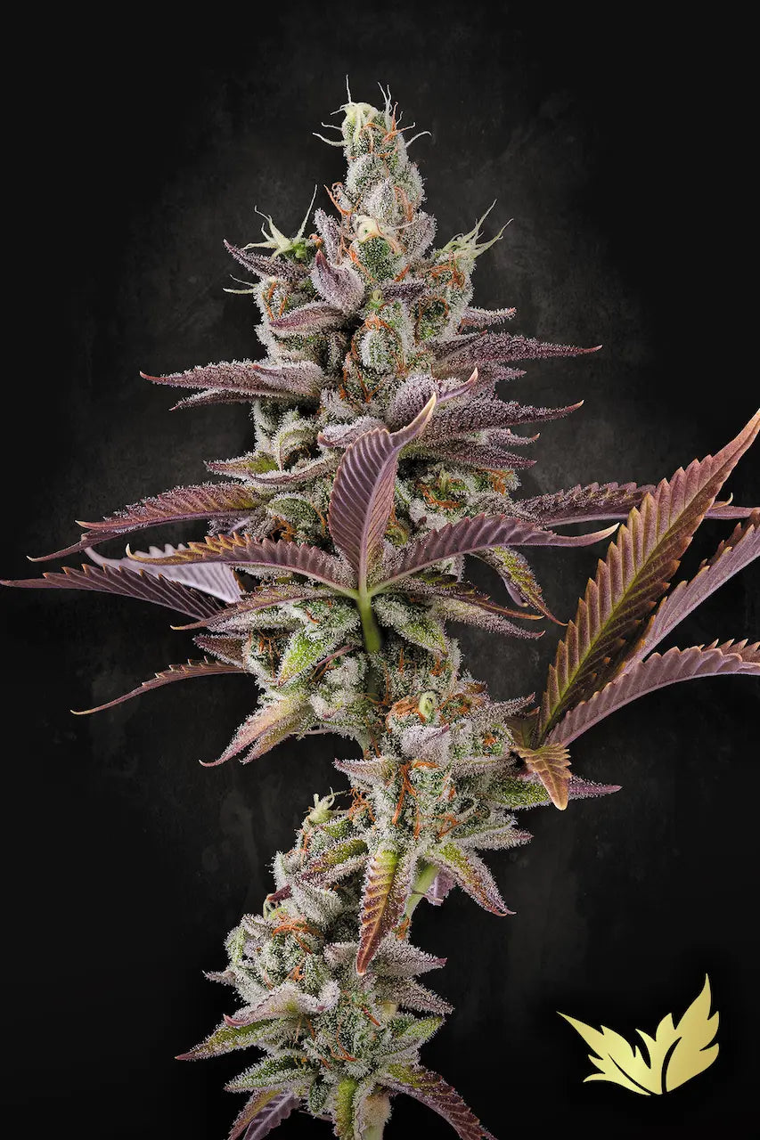 Apricot Candy - Paradise Seeds
