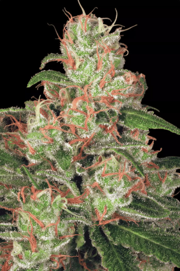 Auto Acid - Paradise Seeds