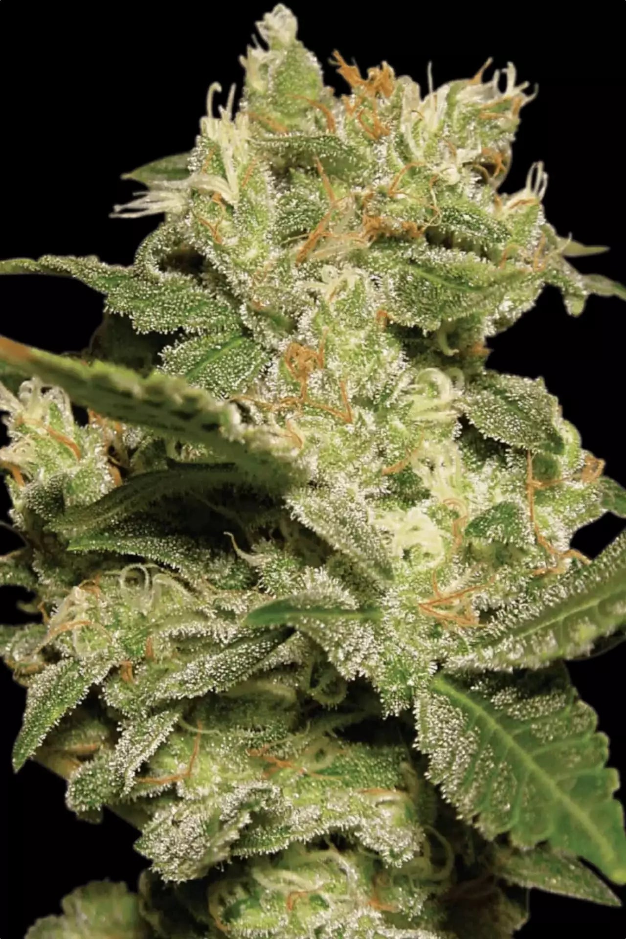 Auto Jack - Paradise Seeds