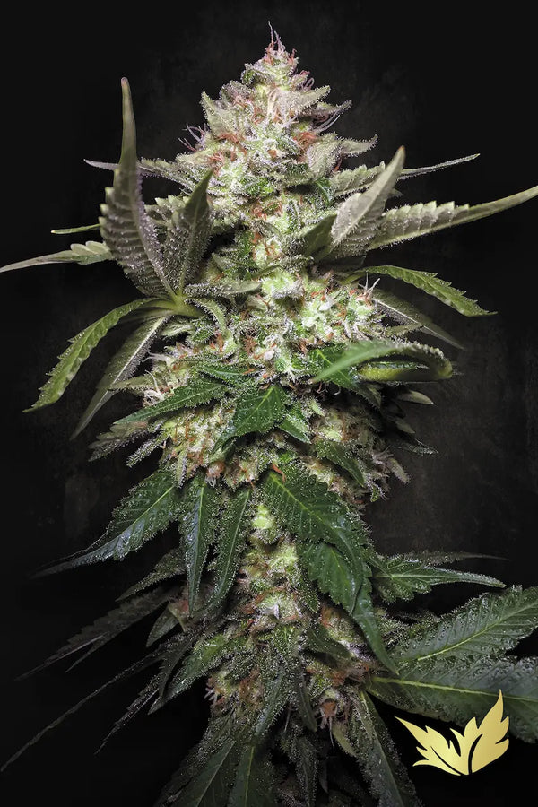 B-Ware Auto Kong 4 - Paradise Seeds
