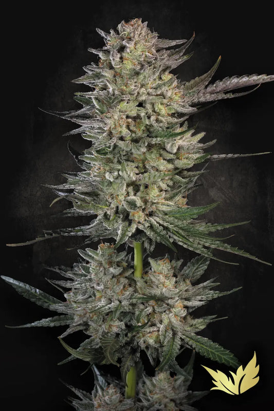 Candy Breath - Paradise Seeds