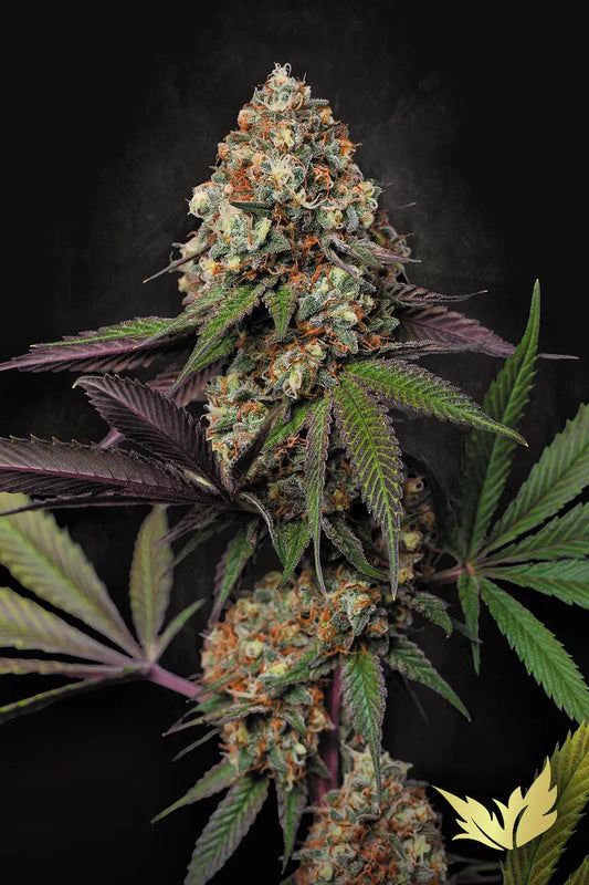 Caramba - Paradise Seeds