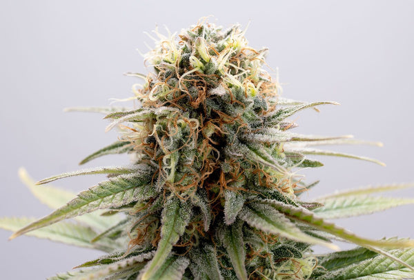 GSC - Kannabia