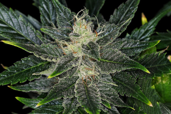 Gorilla King Auto - Kannabia