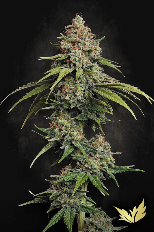 L.A. Amnesia - Paradise Seeds