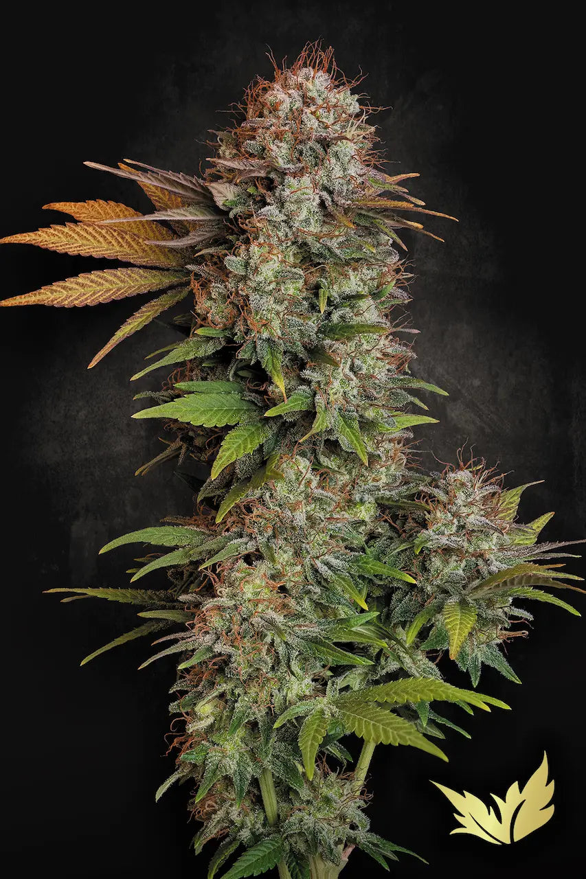 Nebula - Paradise Seeds
