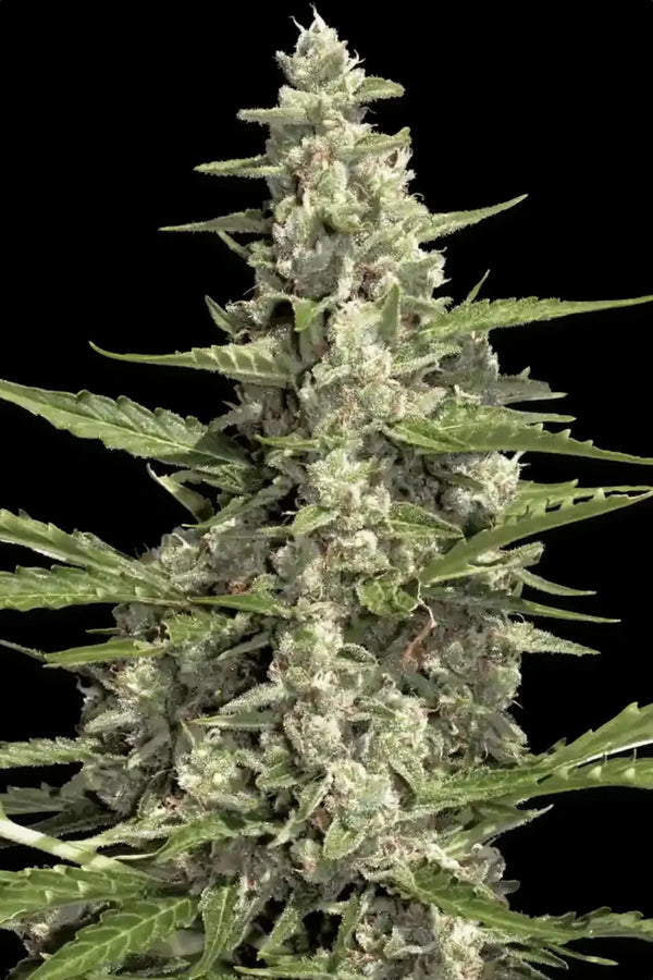 B-Ware Pandora Auto - Paradise Seeds