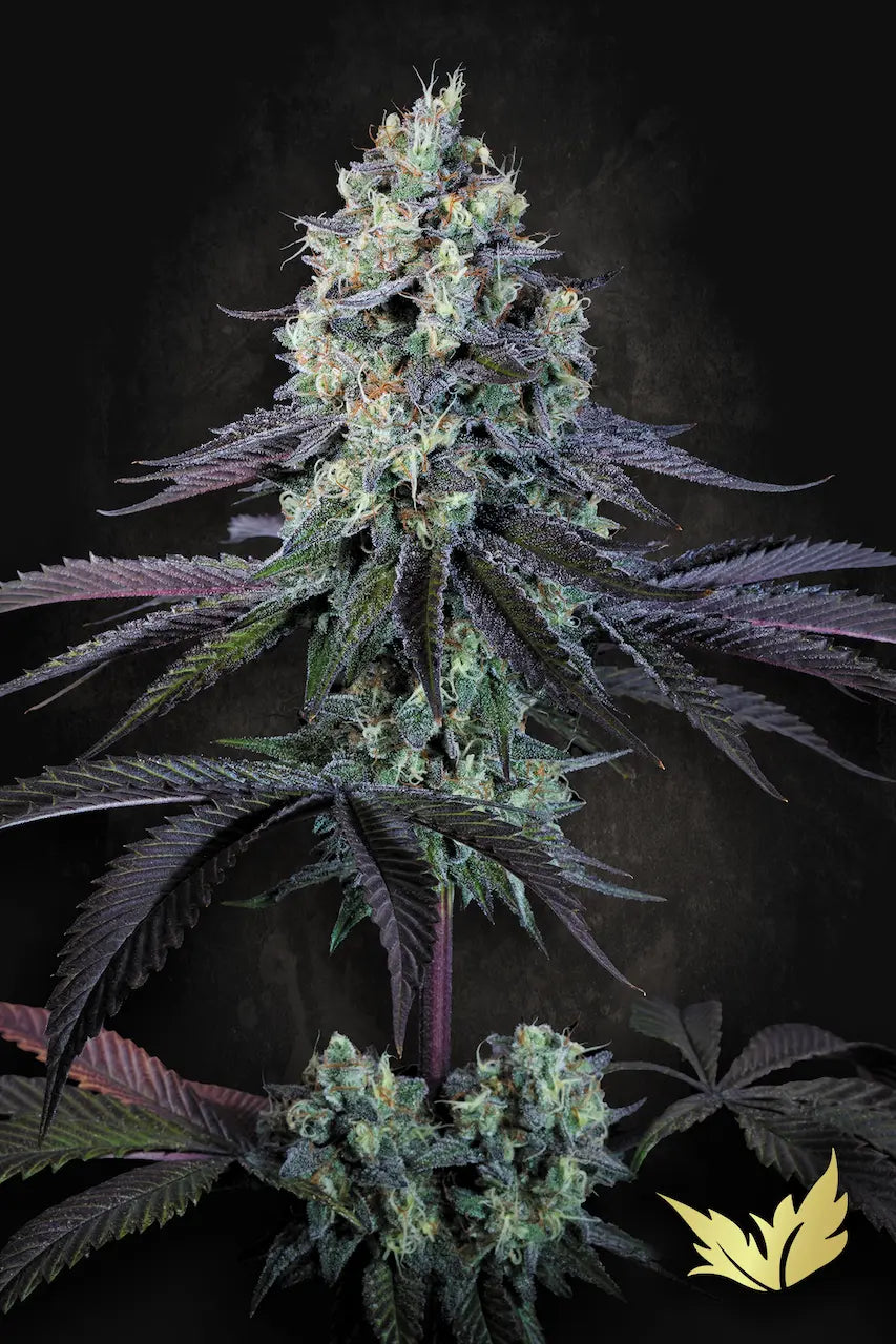 Purple Mints - Paradise Seeds