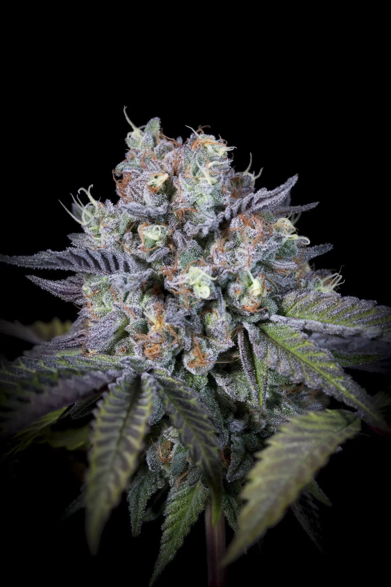 Purple Mints - Paradise Seeds