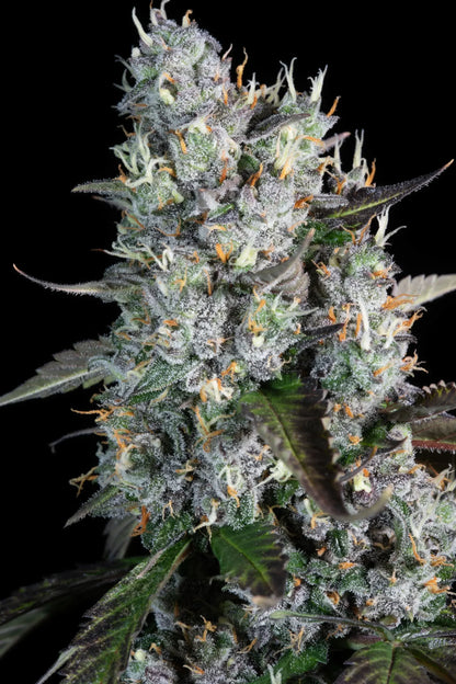 Red Velvet Auto - Paradise Seeds