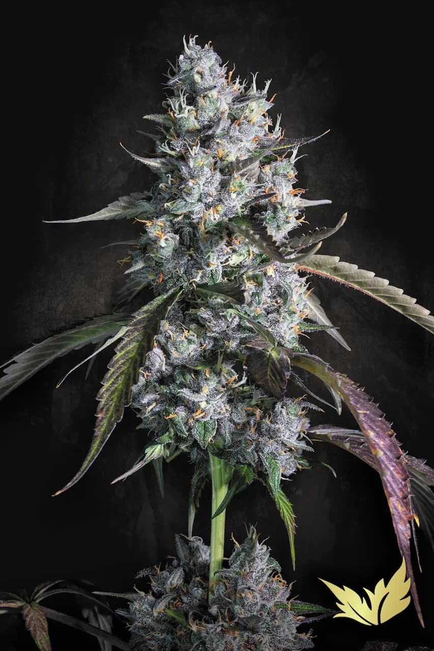 Red Velvet Auto - Paradise Seeds
