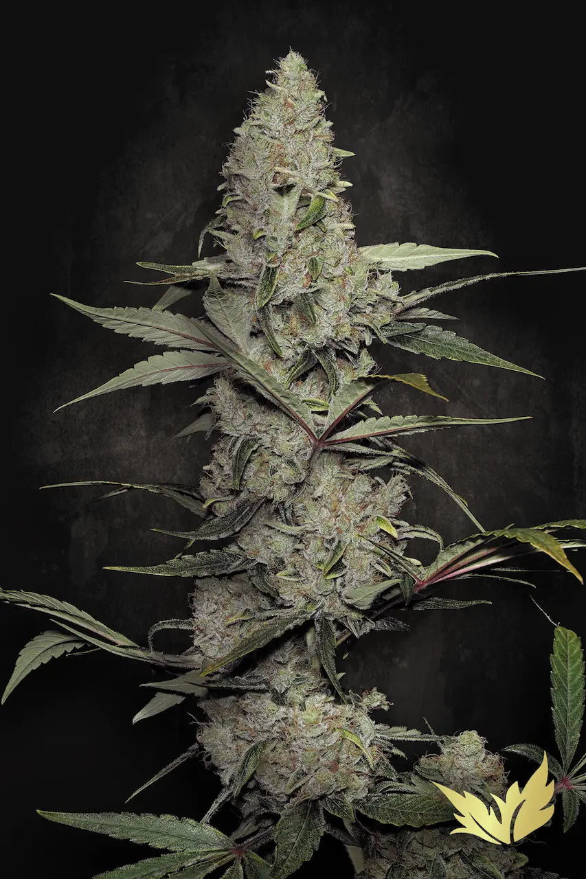 Wappa - Paradise Seeds