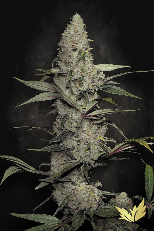 Wappa - Paradise Seeds