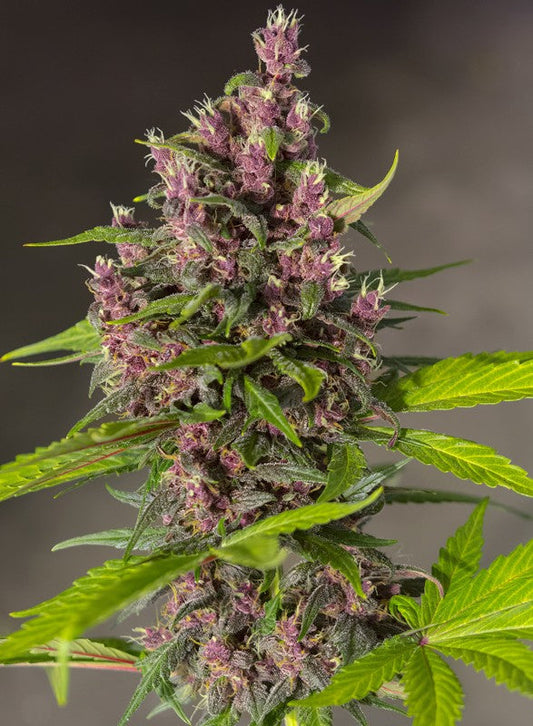 Bloody Skunk Auto® - Sweet Seeds