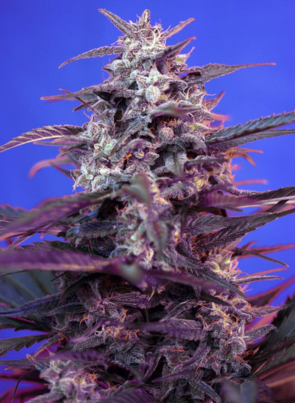 Bloody Skunk Auto® - Sweet Seeds