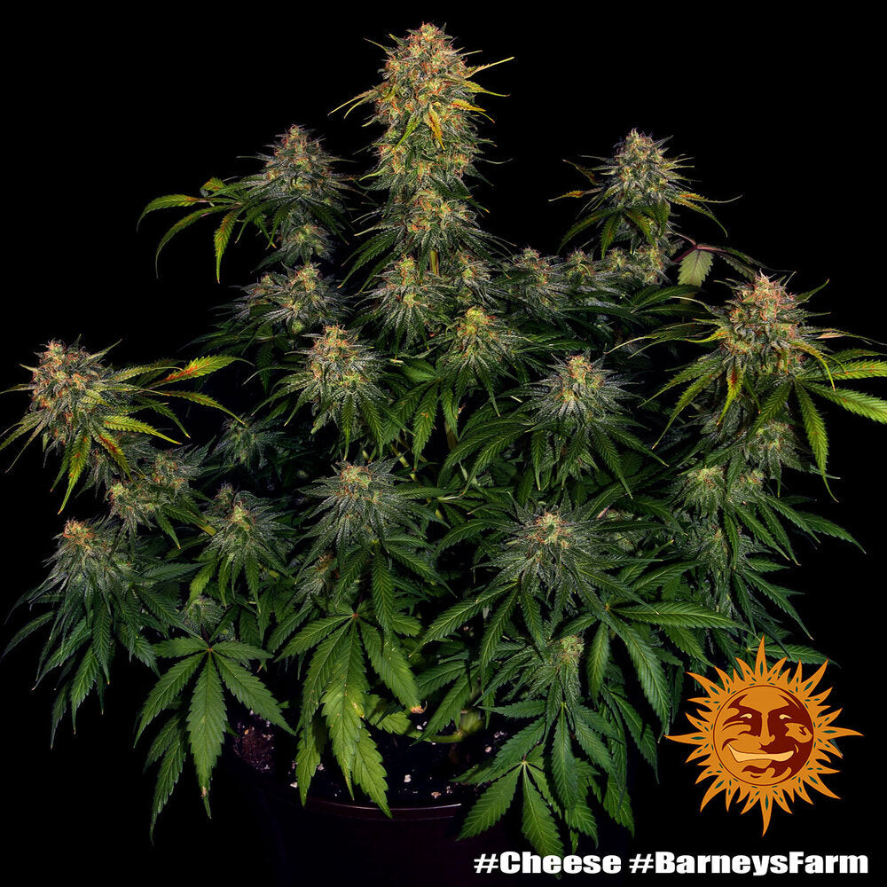 Cheese - Barneys Farm