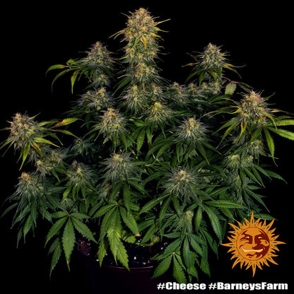 Cheese - Barneys Farm