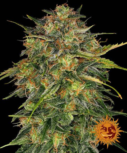 Cheese - Barneys Farm