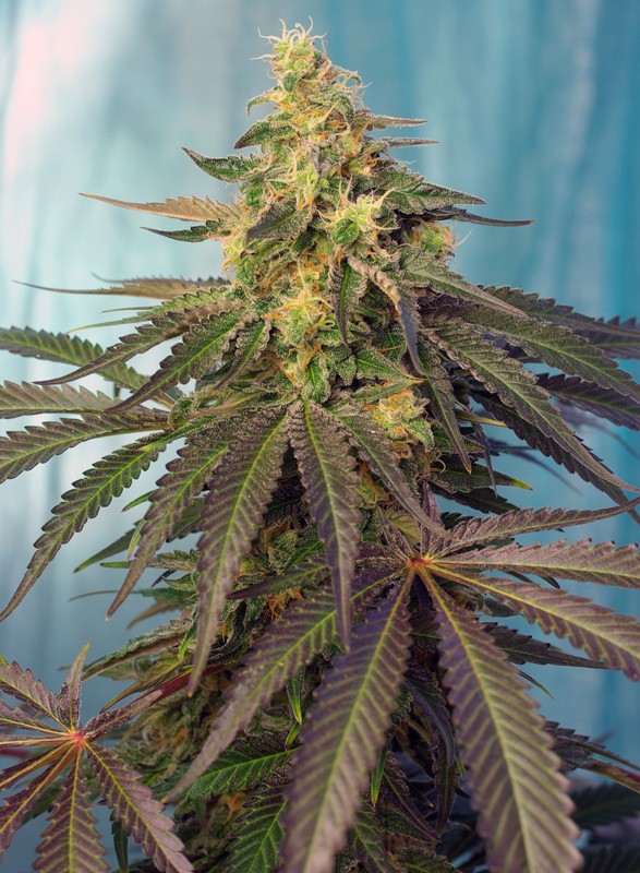 Cream Caramel Auto- Sweet Seeds
