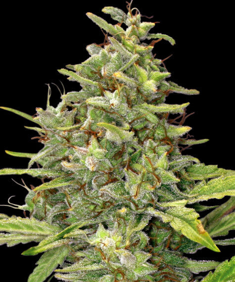 G13 Haze - Barney's Farm