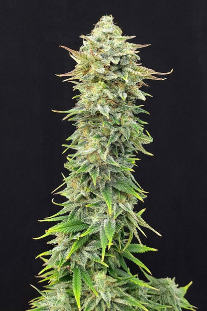 Pineapple Dream - Kannabia