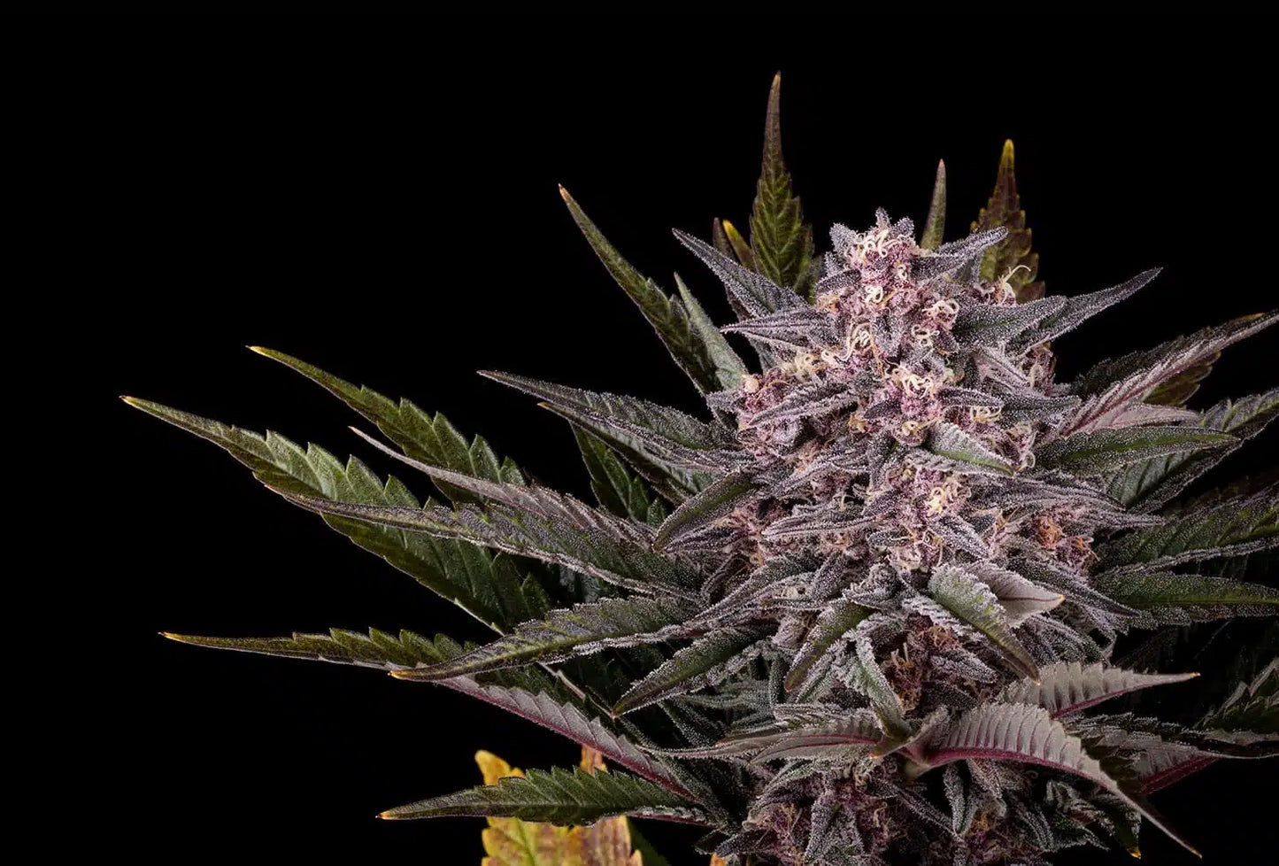 Pink Gelato - Kannabia